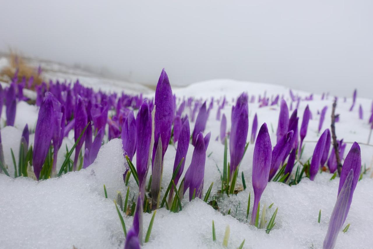 Koca Kronca - Velika Planina Stahovica Exteriör bild